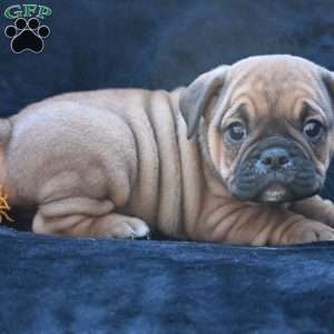Darla, Miniature Bulldog Puppy